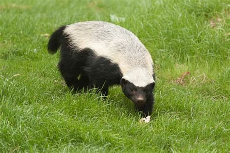 Ratel Honey Badger The Bravest Animal In The World