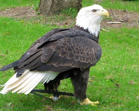 World Beautiful Birds The Bald Eagle Facts Information And Pictures