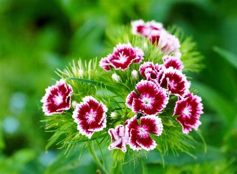 Dianthus Flower Gardening For Dummies How To Start Gardening Tips