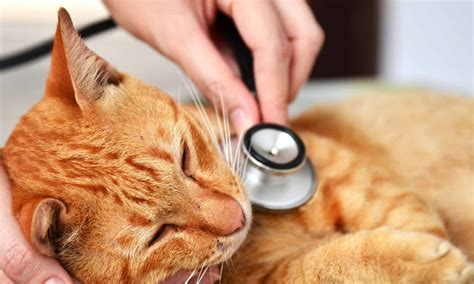 Amoxicillin Dosage Chart For Cats Risks Side Effects Dosage And