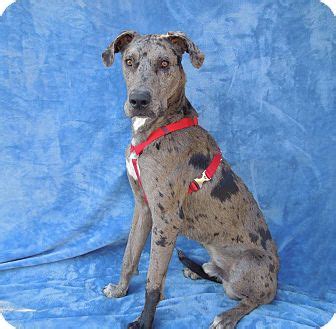 Puppies can eat lots of calorie filled foods because they need to grow. Charlotte, NC - Great Dane Mix. Meet Merle a Puppy for ...