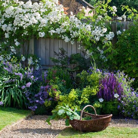 White Rose Plant In English Country Garden Cottage Garden Design