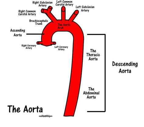 Arch Of Aorta Branches