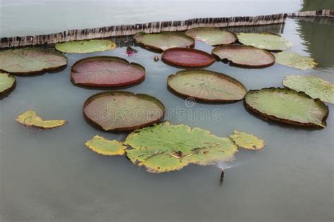 Large Green Lotus Leaf Floating Above The Water Surface Stock Image