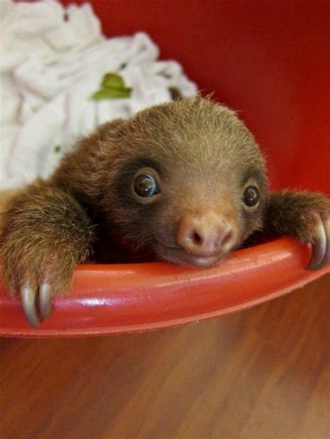 Rue The Day 15 Absolutely Precious Photos Of Sloths