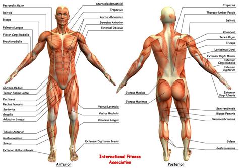 Human Muscles Diagram Labeled Muscles Labeling Full Body