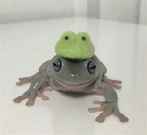 34 Fantastic Frog Memes For Amphibian Enthusiasts Artofit