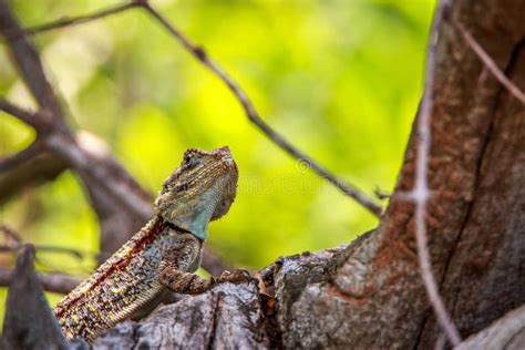 Southern Tree Agama In The Tree Stock Image Image Of Park Animal
