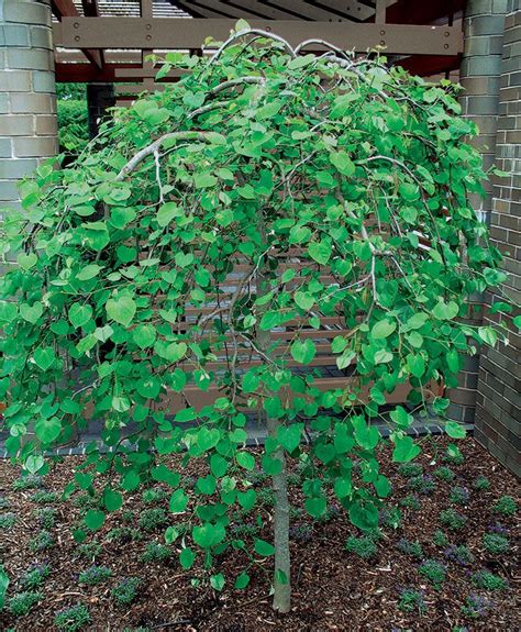 Trees For Tight Spaces Finegardening Dwarf Trees For Landscaping
