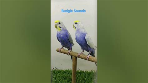 Budgie Sounds When Call Others Budgies 🐦 Youtubeshorts Subscribe