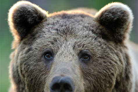 Brown Bear Face Brown Bear Ursus Arctos Portrait In The Forest At