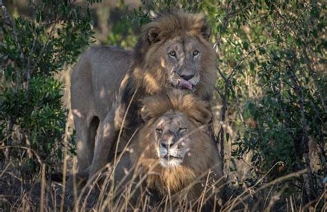 Fotógrafo Registra Dois Leões Machos Se Relacionando Sexualmente Em
