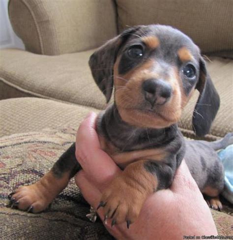 Look at pictures of dachshund puppies in utah who need a home. Mini Dachshund Puppies for sale! Adorable! - Price: $500 ...