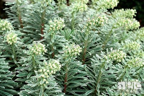 Be the first to review. EUPHORBIA CHARACIAS 'SILVER SWAN' EUPHORBIA CHARACIAS ...