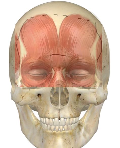 08 Anatomy Head Muscles Of The Forehead And Temple Cosmedic Training
