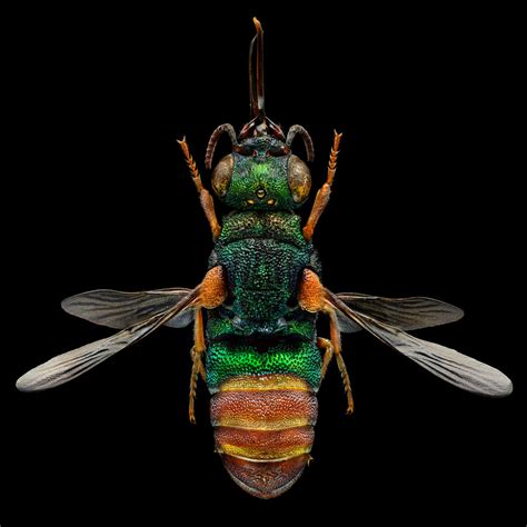 Microsculptures: Insect Portraits by Levon Biss | Daily design ...