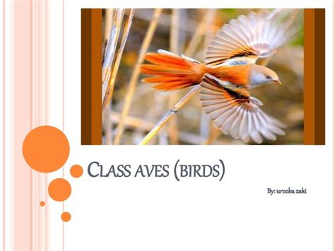 Class Aves Birds