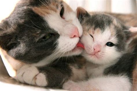 Happy Mothers Day 7 Stories Of Amazing Mama Cats Who Saved Their