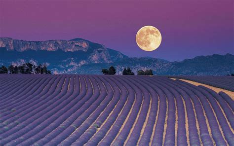 Once established, they have little to moderate watering needs. Blue (Full) Moon in Aquarius - July 31, '15 - Soul Level ...