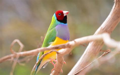 Save The Gouldian Finch