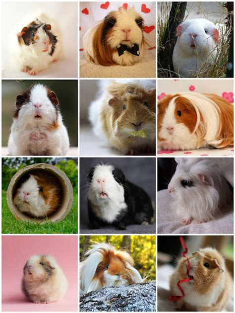 The Guinea Pig Daily Goodbye 2013