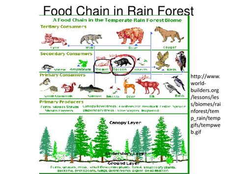 Food Chain Temperate Rainforest Food Ideas