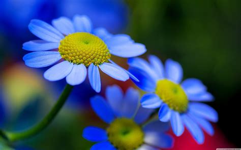 Blue Hd Flower Wallpapers Top Free Blue Hd Flower Backgrounds