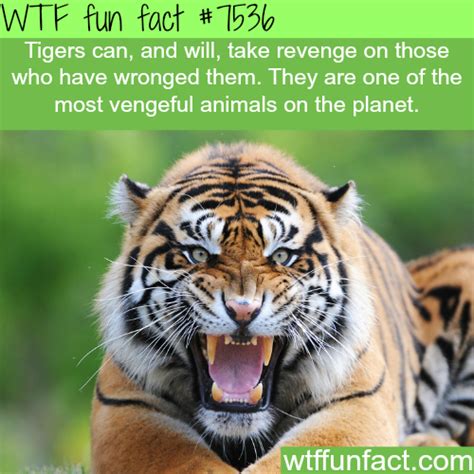 Funny Fun Facts About Animals - Dogs And Cats Wallpaper