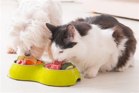 Cats only eat meat, so they are called carnivores. Is Pet Food Safe for Humans to Eat?