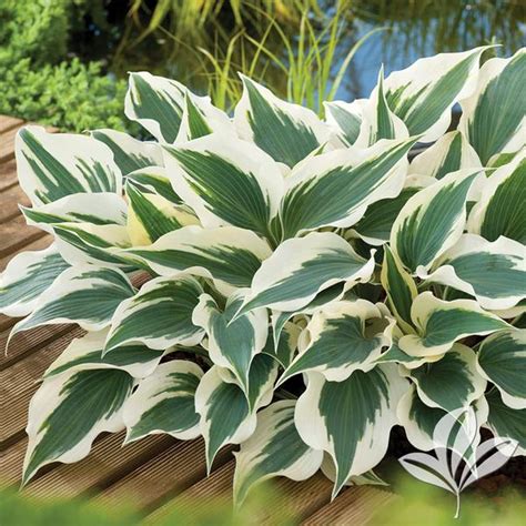 Hosta Hosta Wide Brim Wide Brim Hosta From Greenleaf Nursery