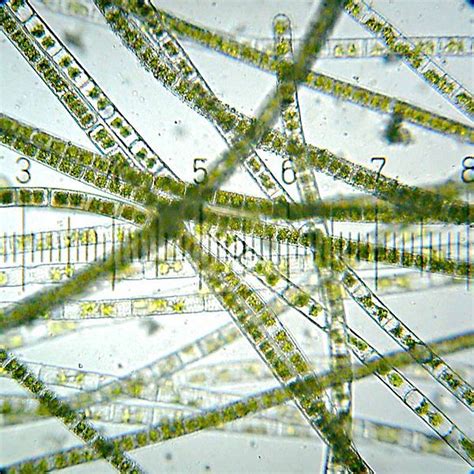 Filamentous Green Patterns In Nature Biology Algae