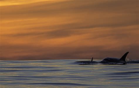 Wallpaper Pacific Ocean Sunset Killer Whales Orca Images For Desktop