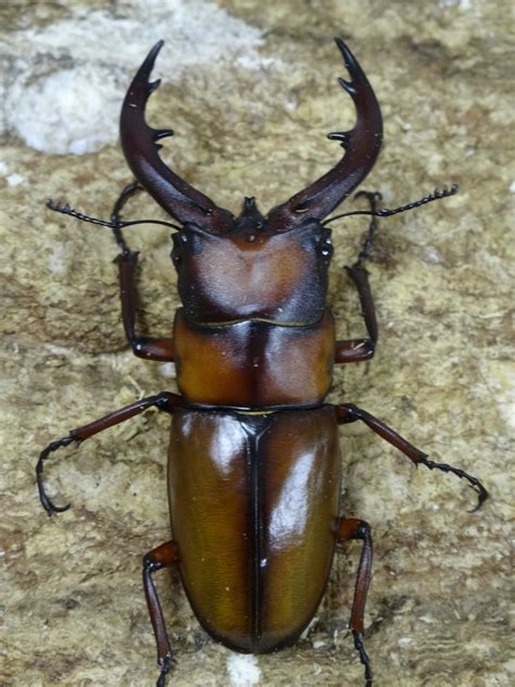 Yukkry aki — 【東方ニコカラ】マギカ/magica〈幽閉サテライト〉【on】 03:40. トカラノコギリ 悪石島 57ミリペア | クワガタ横丁