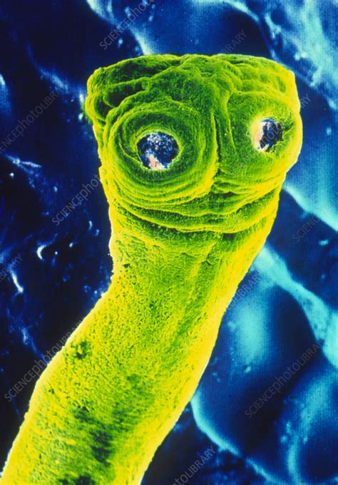 Sem Of Tapeworm Taenia Saginata Stock Image Z1650019 Science