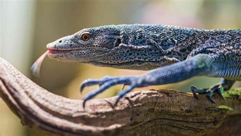 13 Rare And Endangered Types Of Lizards