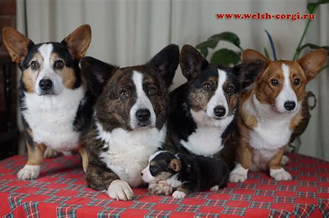 Welsh Corgi Cardigan Puppies For Sale In Zamok Svyatogo Angela Kennel