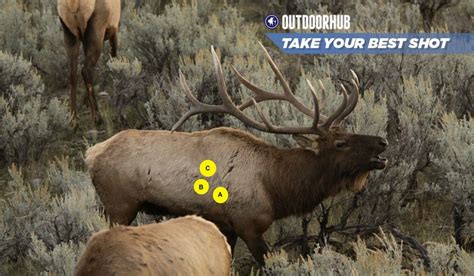 Tuesdays Take Your Best Shot Archery Elk Outdoorhub