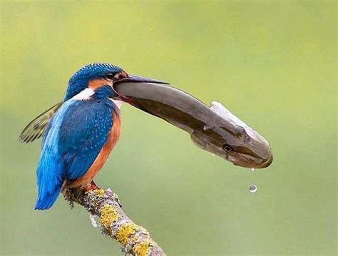 Kingfisher Catch Big Fish Natureismetal