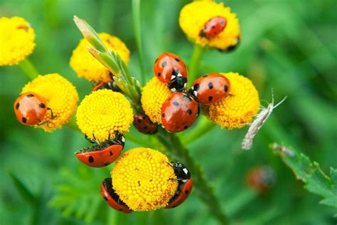 Many Ladybugs On A Yellow Flower By Annakaroline On Creativemarket