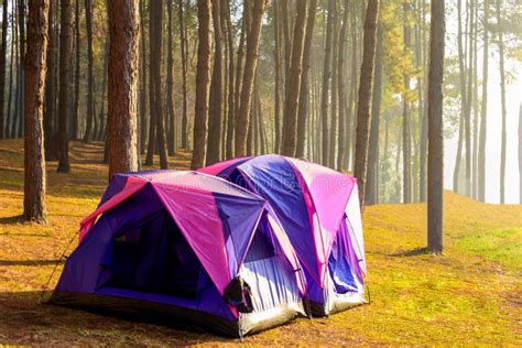 Camping And Tent Under The Pine Forest In Sunset At Pang Ung Pin Stock