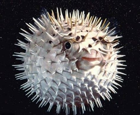 Freshwater Puffer Fish Care Guide 14 Things To Know