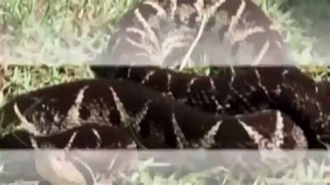 King Cobra Vs Anaconda Fight 2015 Youtube