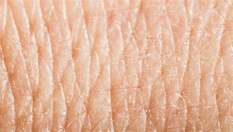 What Is The Life Span Of Skin Cells Sciencing