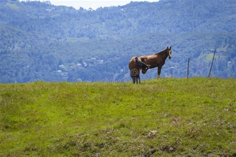 Horse In A Pasture In The Mountain Valley Stock Image Image Of Farm