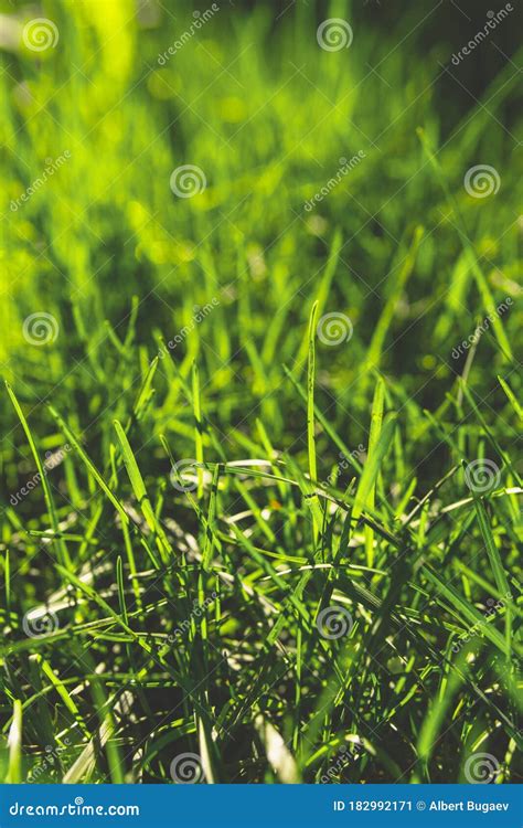 Spring Green Grass Under The Bright Sun Abstract Natural Backgrounds