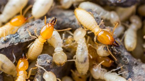 Termite Swarms Pest Control Technology