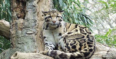 Mungkinkah Harimau Kalimantan Pernah Eksis Di Masa Lalu Pecinta Alam