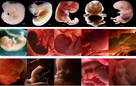 Desenvolvimento Do Bebê Semana A Semana Inside The Womb