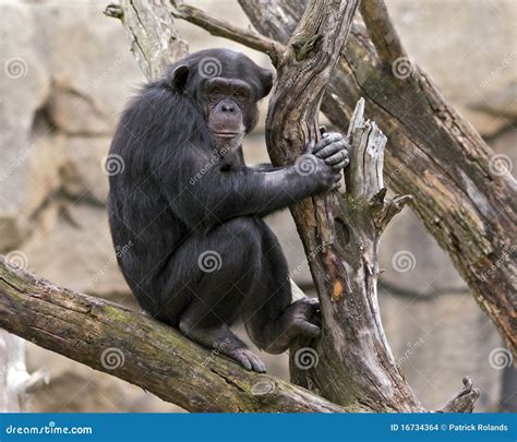 Chimpanzee In A Tree Stock Images Image 16734364