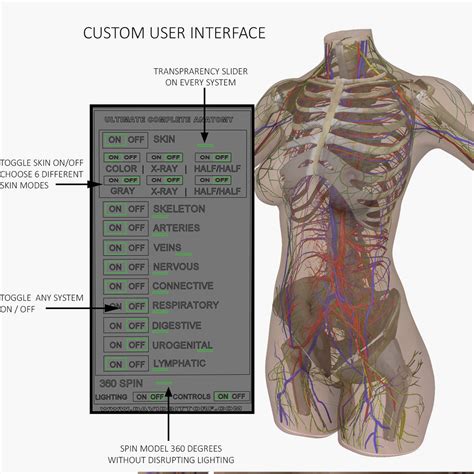 Do you have a question about any of our torso models? Female Torso Anatomy 3D Model